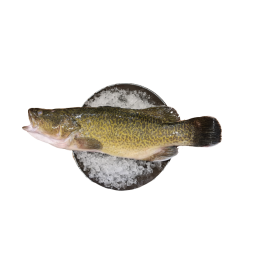 Murray Cod 1100-1200g